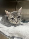 adoptable Cat in , SC named Rupert