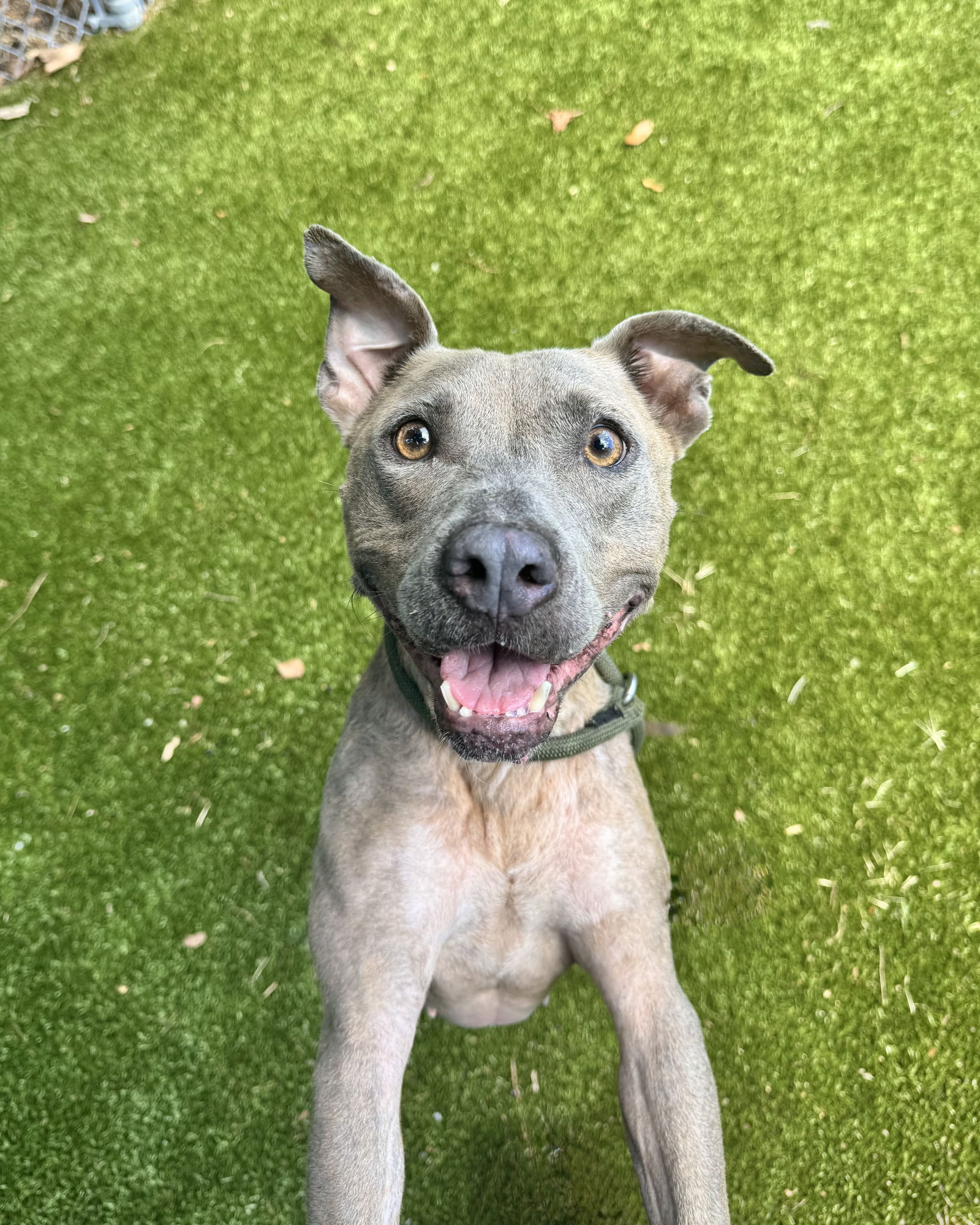 adoptable Dog in Hilton Head Island, SC named Peppa
