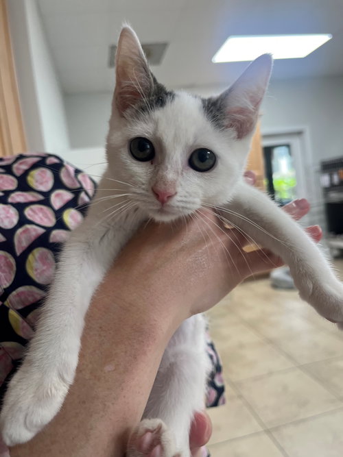 CHAMBERLAIN - Domestic Medium Hair available for adoption