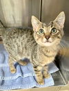 adoptable Cat in Hilton Head Island, SC named Leo