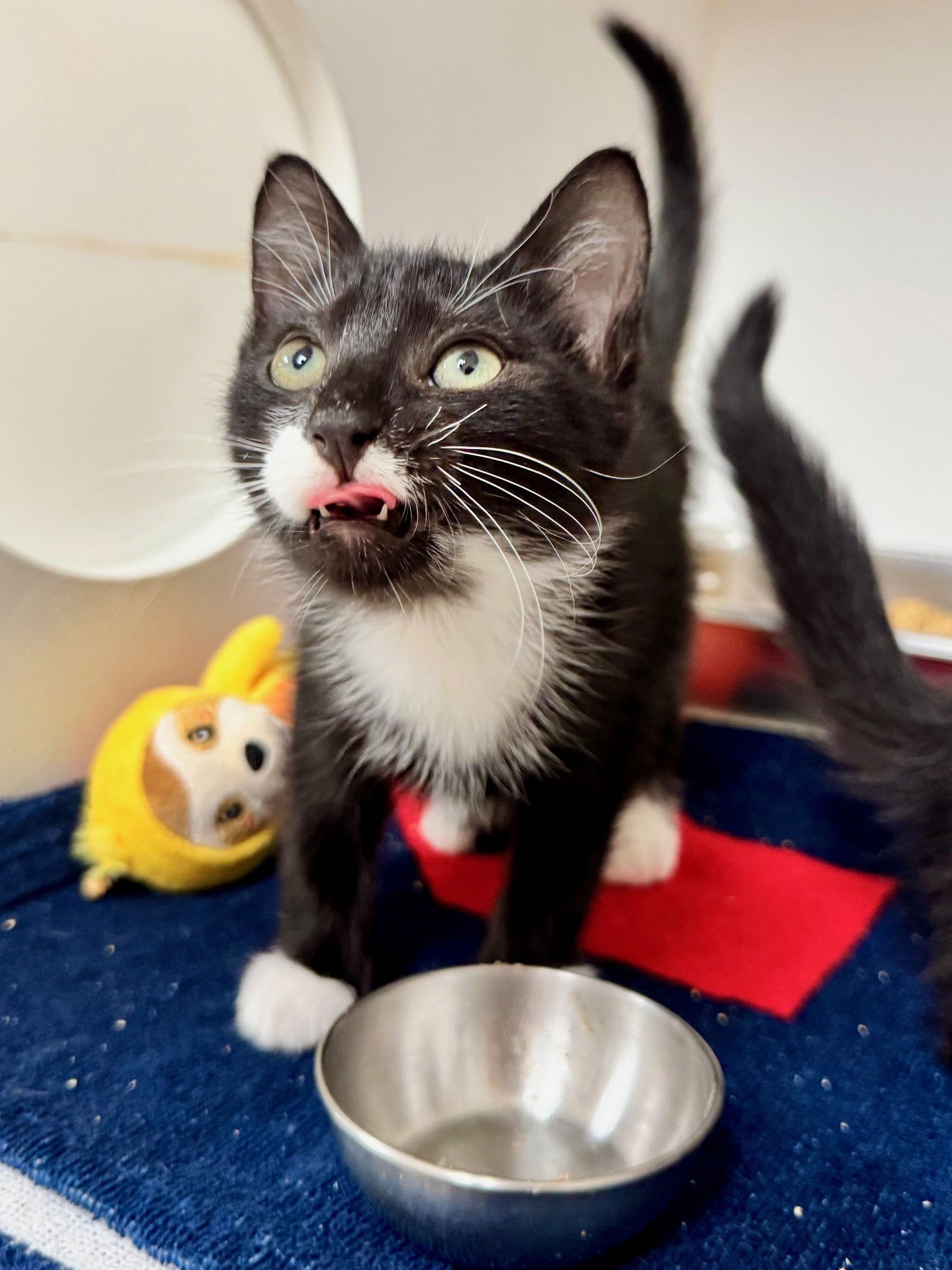 adoptable Cat in Hilton Head Island, SC named Dorinda