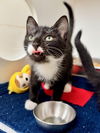 adoptable Cat in Hilton Head Island, SC named Dorinda