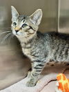 adoptable Cat in Hilton Head Island, SC named Iggy