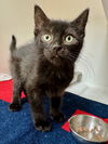 adoptable Cat in Hilton Head Island, SC named Galleria