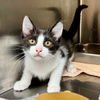 adoptable Cat in , SC named Tater