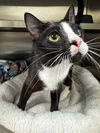 adoptable Cat in , SC named Jeff