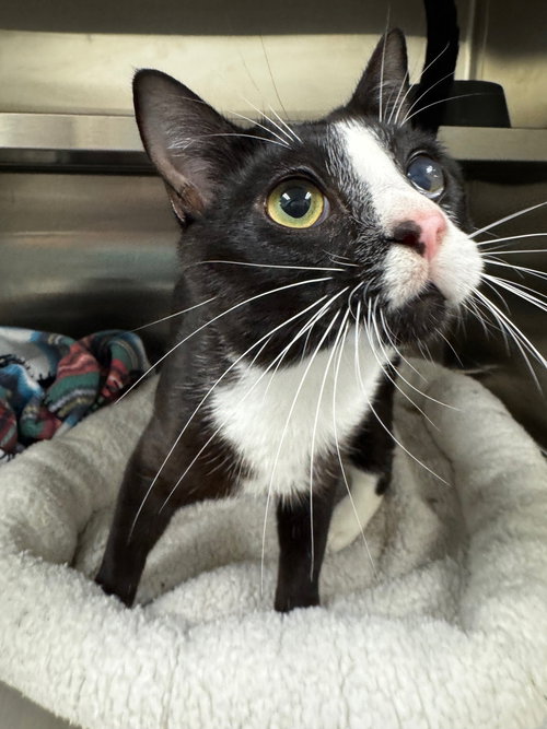 JEFF - Domestic Short Hair available for adoption