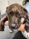 adoptable Dog in  named Marshall