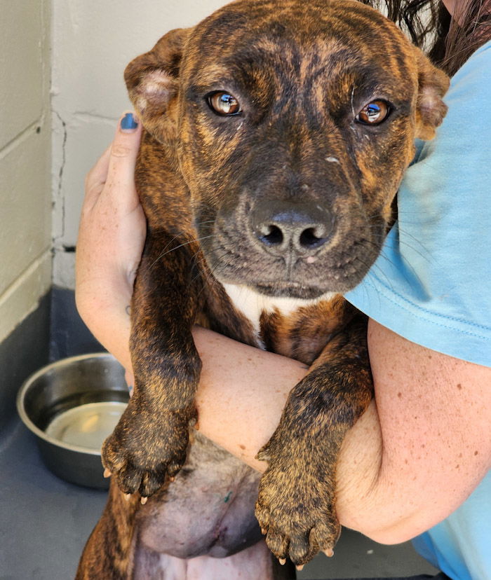 adoptable Dog in Hilton Head Island, SC named Mosley