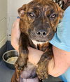 adoptable Dog in  named Mosley