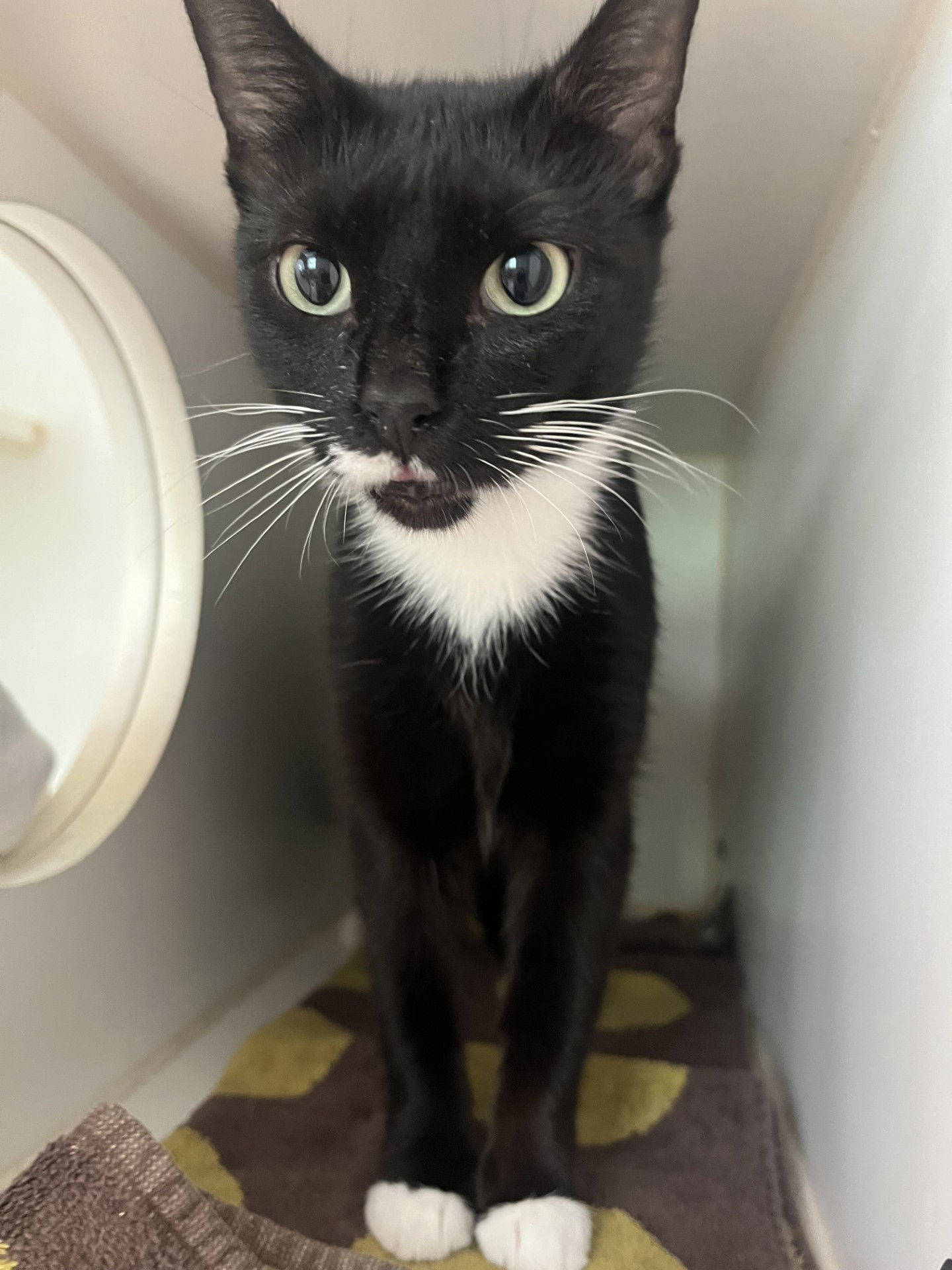 adoptable Cat in Hilton Head Island, SC named Chanel