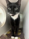 adoptable Cat in , SC named Chanel