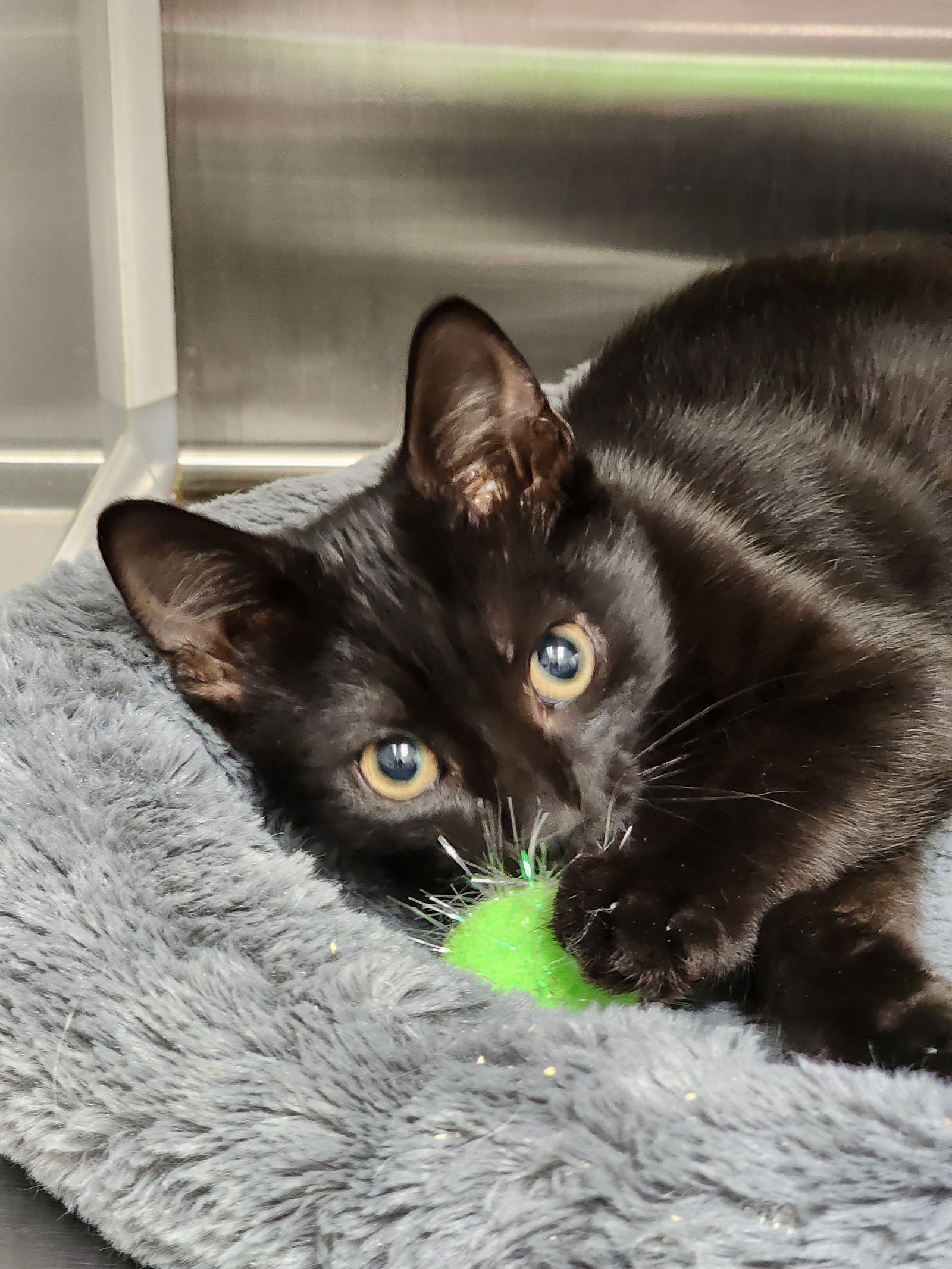 adoptable Cat in Hilton Head Island, SC named Rey