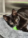 adoptable Cat in , SC named Rey