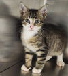 adoptable Cat in , SC named Lou