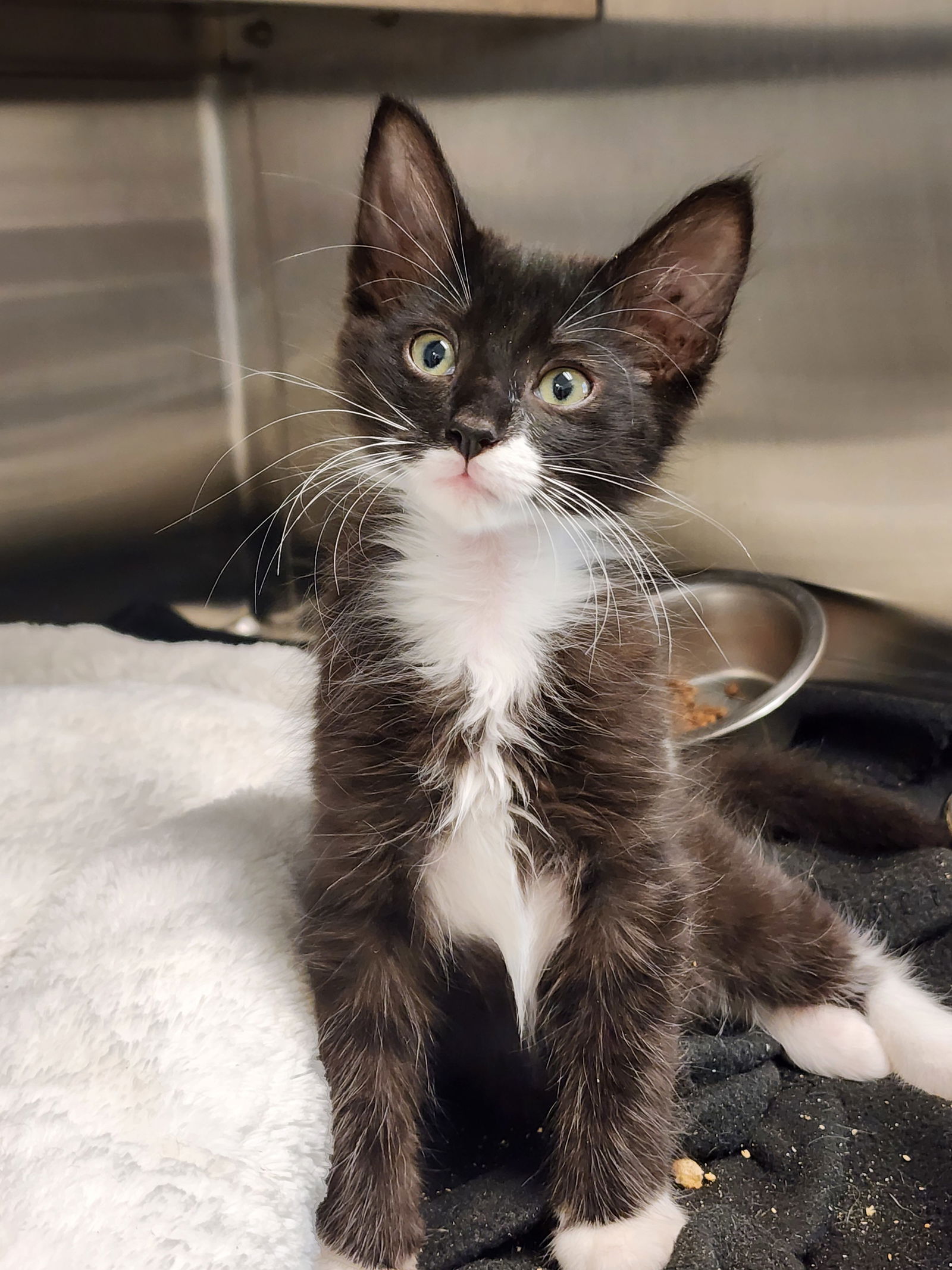 adoptable Cat in Hilton Head Island, SC named Dylan
