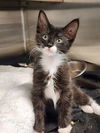 adoptable Cat in , SC named Dylan