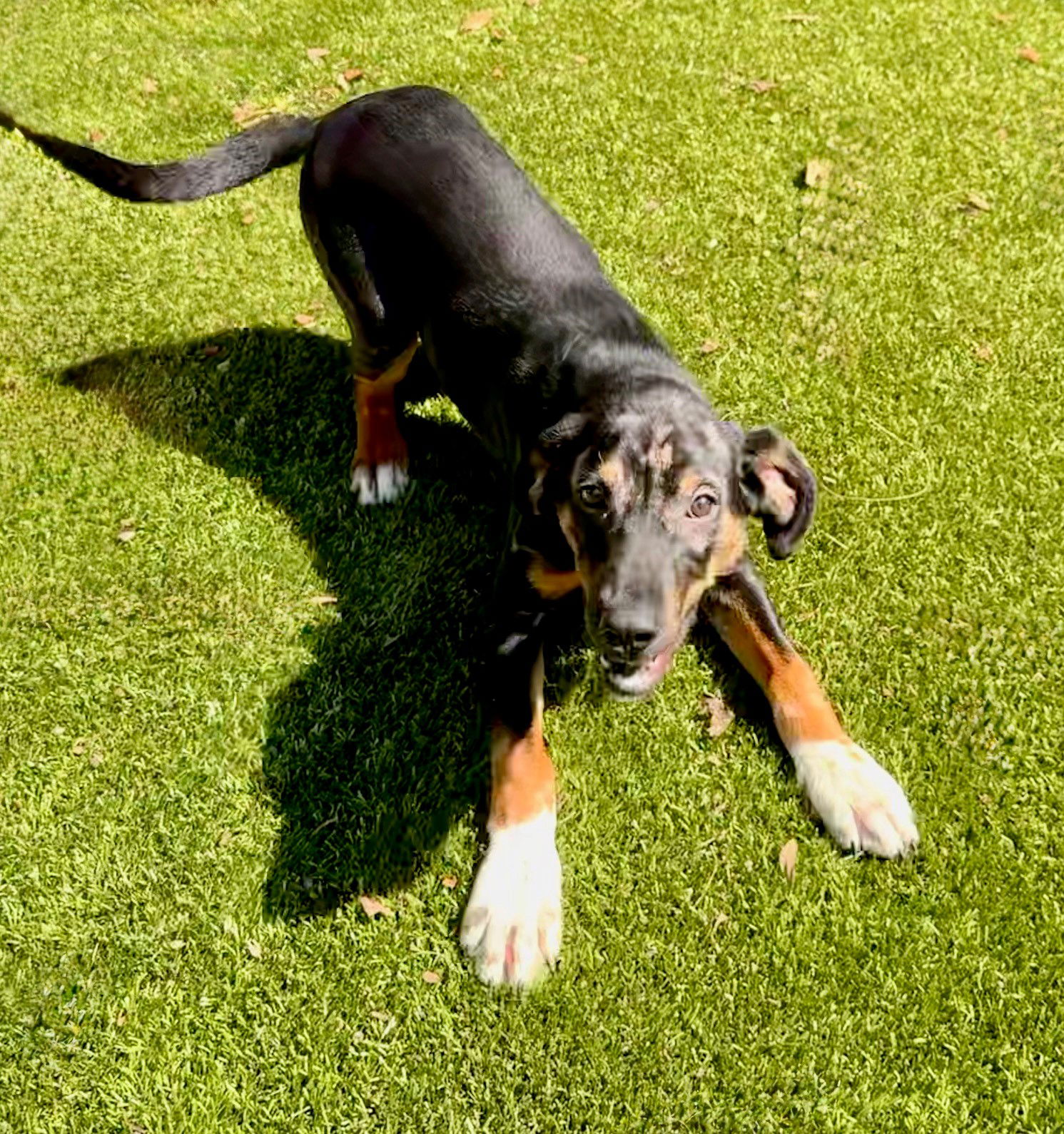 adoptable Dog in Hilton Head Island, SC named Patches
