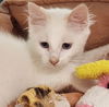 adoptable Cat in , SC named Liam