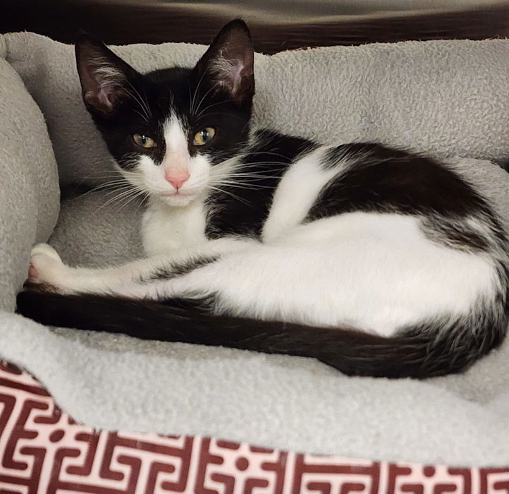 adoptable Cat in Hilton Head Island, SC named Pippin
