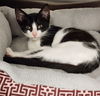 adoptable Cat in , SC named Pippin