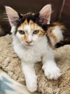 adoptable Cat in , SC named Dutchess