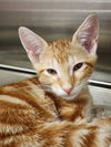 adoptable Cat in  named Dawg