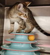 adoptable Cat in , SC named Diva