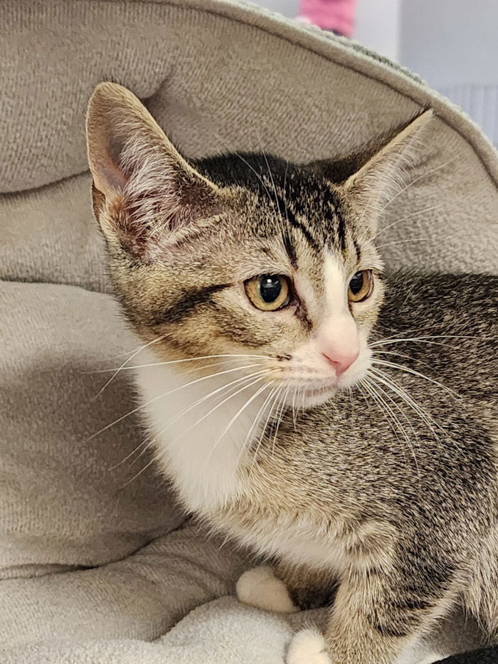 adoptable Cat in Hilton Head Island, SC named Moon