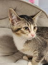 adoptable Cat in  named Moon