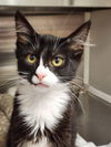 adoptable Cat in  named Macaroni