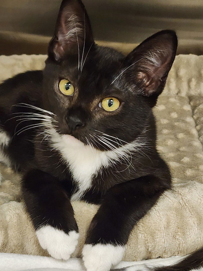 adoptable Cat in Hilton Head Island, SC named Rockhopper