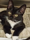 adoptable Cat in  named Rockhopper