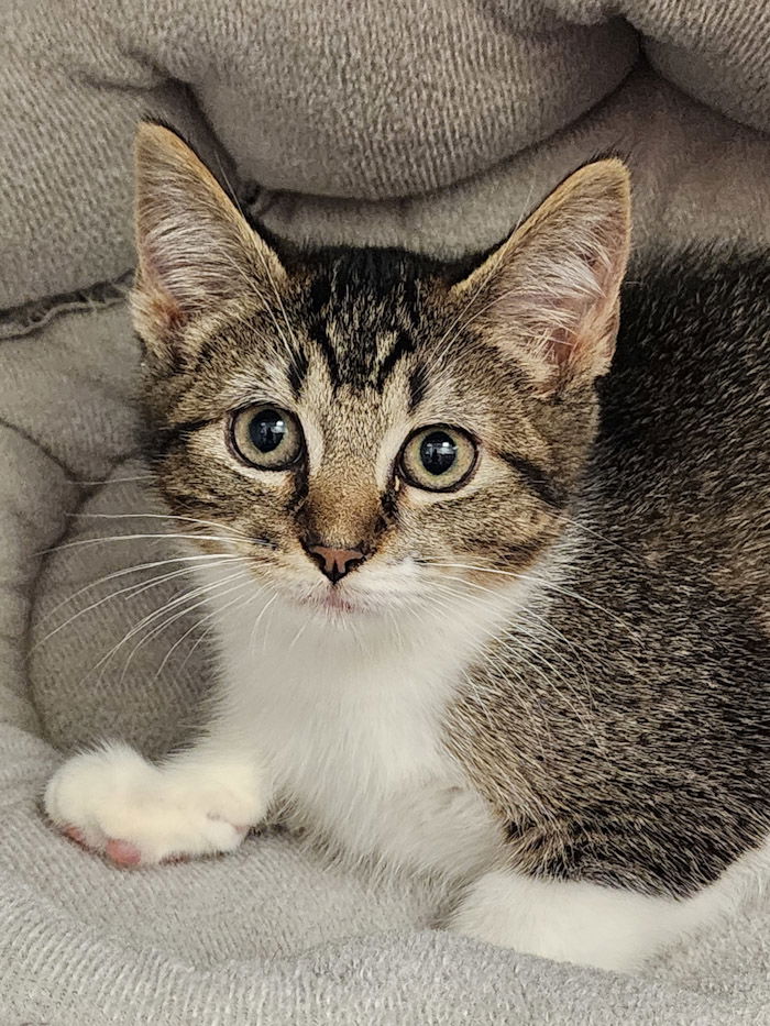 adoptable Cat in Hilton Head Island, SC named Amber