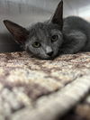 adoptable Cat in , SC named Shakespaw