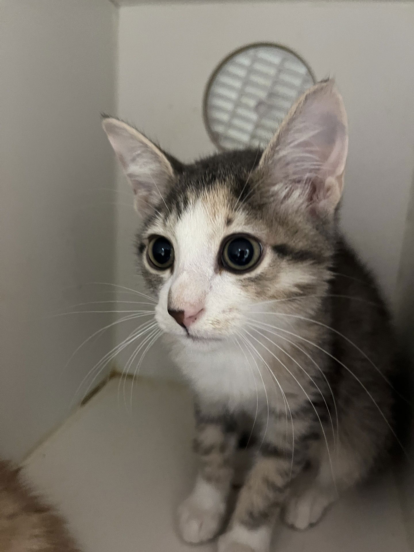 adoptable Cat in Hilton Head Island, SC named Jilly