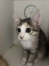 adoptable Cat in , SC named Jilly