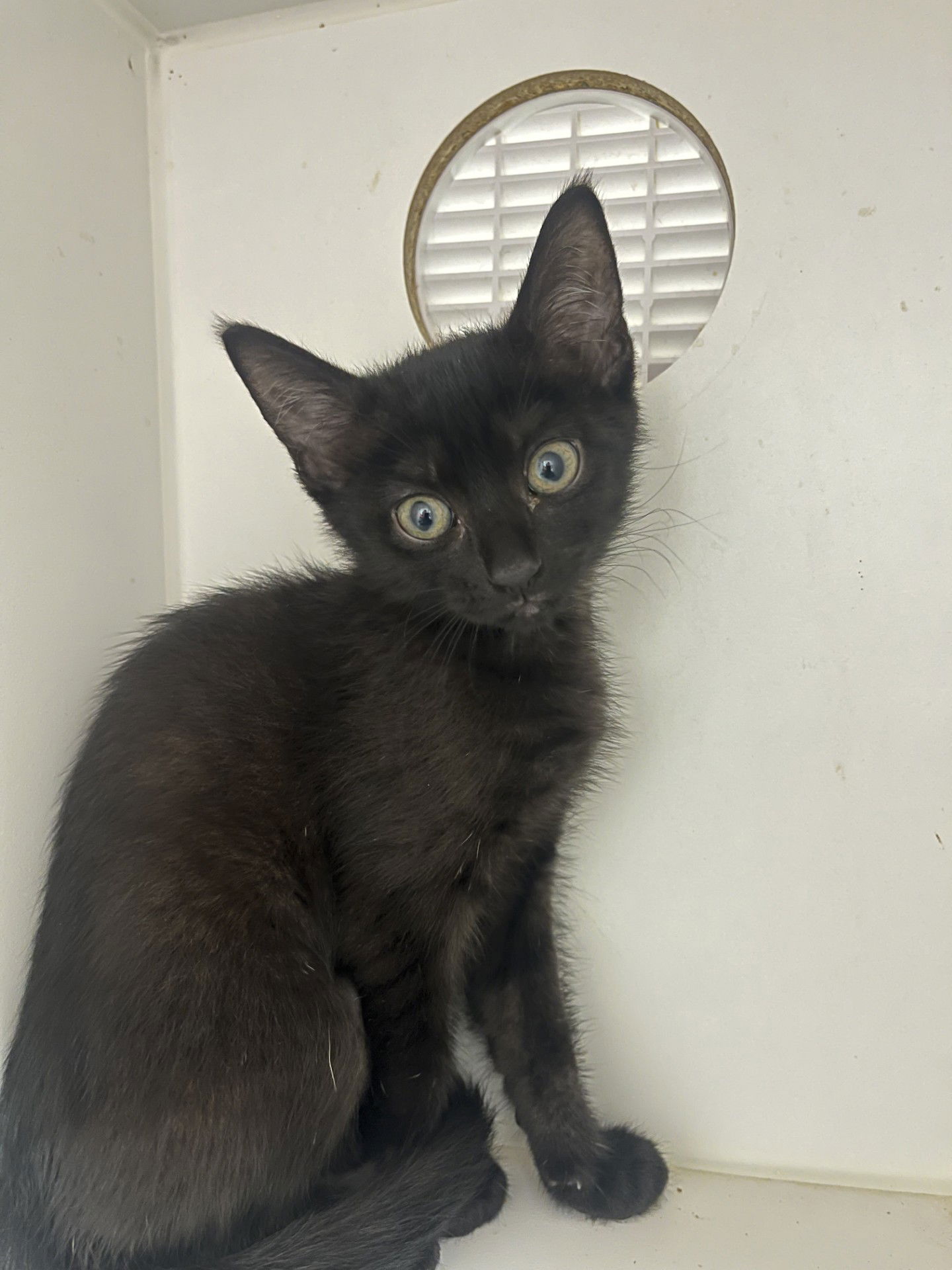 adoptable Cat in Hilton Head Island, SC named Mia