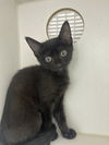 adoptable Cat in , SC named Mia