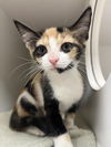 adoptable Cat in , SC named Sadie