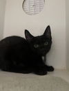 adoptable Cat in , SC named Teddi