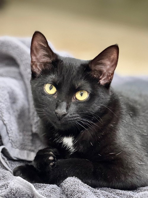 TEDDI - Domestic Short Hair available for adoption