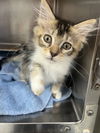 adoptable Cat in , SC named Nemo