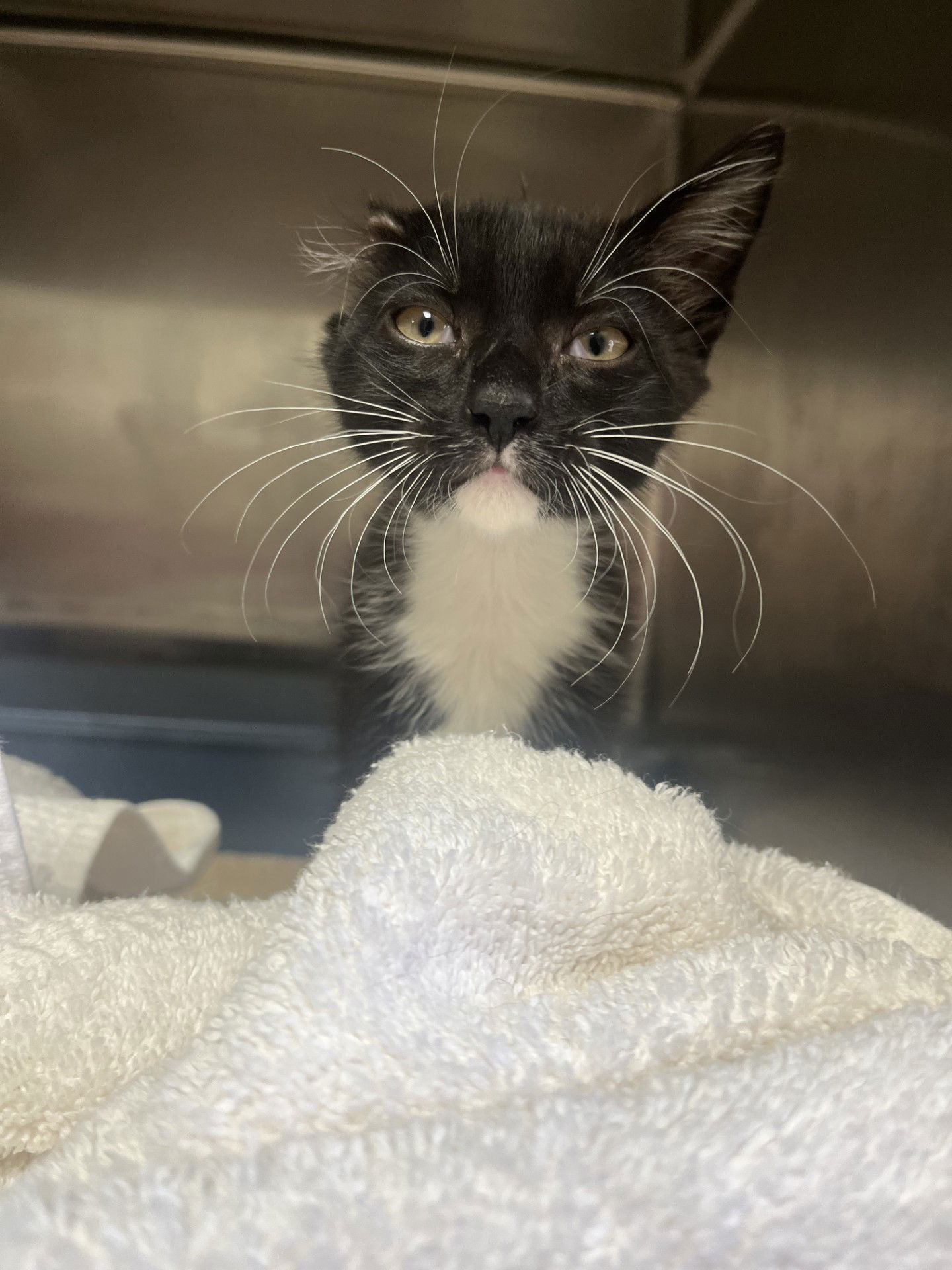 adoptable Cat in Hilton Head Island, SC named Crew