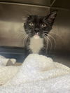 adoptable Cat in , SC named Crew