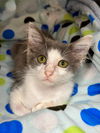 adoptable Cat in , SC named Squid