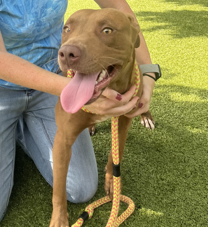 adoptable Dog in Hilton Head Island, SC named Drew Barkymore