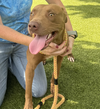 adoptable Dog in  named Drew Barkymore