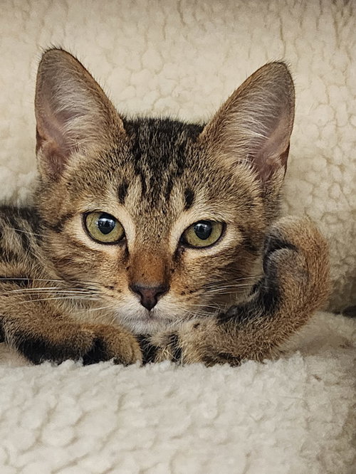 KEAGAN - Domestic Short Hair available for adoption