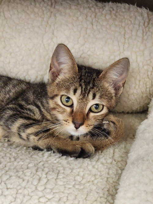 KEAGAN - Domestic Short Hair available for adoption